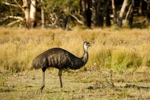 From Melbourne: Grampians National Park & Kangaroos