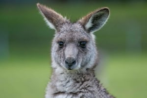 From Melbourne: Grampians National Park & Kangaroos