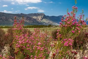 From Melbourne: Grampians National Park & Kangaroos