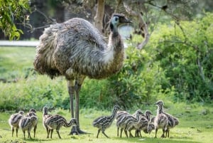 From Melbourne: Grampians National Park & Kangaroos