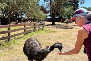 Fra Melbourne: Great Ocean Road, dingos, musserende vin og lunsj