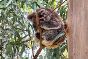 From Melbourne: Great Ocean Road & 12 Apostles Full-Day Tour