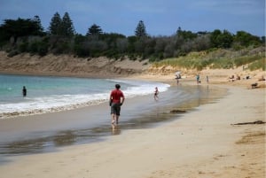 From Melbourne: Great Ocean Road & 12 Apostles Full-Day Tour