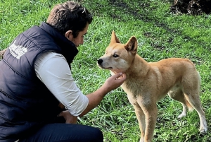 Melbournesta: Great Ocean Road, dingot, kuohuviini ja lounas