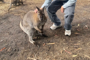 Melbournesta: Great Ocean Road, dingot, kuohuviini ja lounas