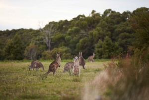 Melbournesta: Great Ocean Road, dingot, kuohuviini ja lounas