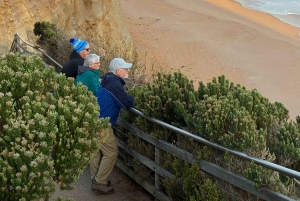 Melbournesta: Great Ocean Road, dingot, kuohuviini ja lounas