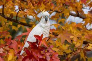From Melbourne: Great Ocean Road Eco Tour with Lunch