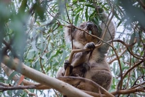 From Melbourne: Great Ocean Road Full-Day Guided Trip