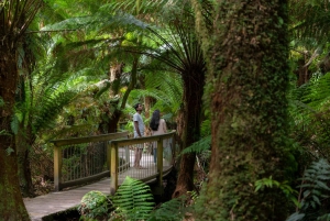 From Melbourne: Great Ocean Road & Rainforest Full-Day Trip