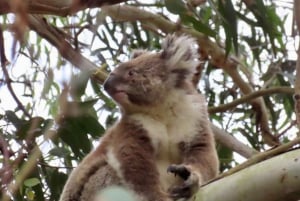 From Melbourne: Great Ocean Road Premium Tour in Reverse