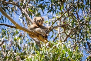 De Melbourne: Great Ocean Road Premium Tour em sentido inverso