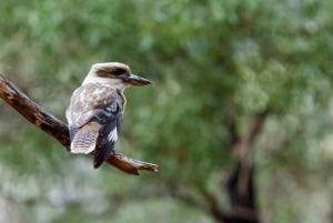 From Melbourne: Great Ocean Road & Rainforest Full-Day Trip