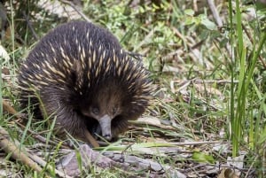 Från Melbourne: Heldagstur med solnedgång längs Great Ocean Road