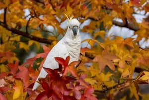 Från Melbourne: Heldagstur med solnedgång längs Great Ocean Road