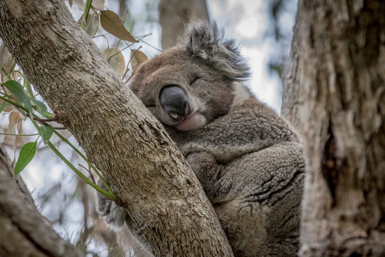 Au départ de Melbourne : Great Ocean Road et visite touristique de la faune et de la flore