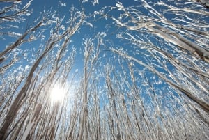 From Melbourne: Lake Mountain Snow Experience