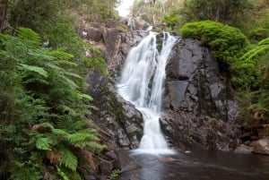 Melbourne: Private Lake Mountain Snow & Redwood Forest Tours