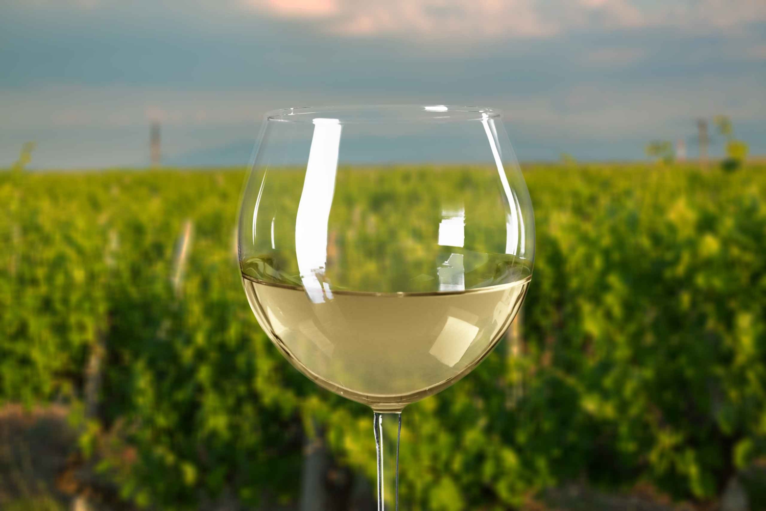 From Melbourne: Mornington Peninsula Private Winery Tour