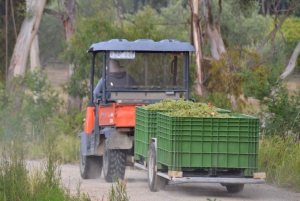 From Melbourne: Mornington Peninsula Private Winery Tour