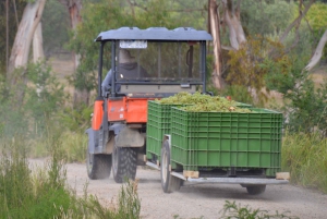 From Melbourne: Mornington Peninsula Private Winery Tour