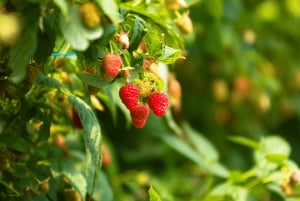 メルボルンからモーニントン半島ツアーとパッフィング・ビリー