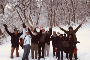 Da Melbourne: tour della boutique per piccoli gruppi del Mt Buller Snow Day