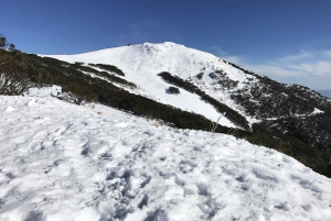 Da Melbourne: tour della boutique per piccoli gruppi del Mt Buller Snow Day