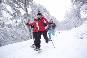 From Melbourne: Day Trip to Mount Buller Resort by Bus