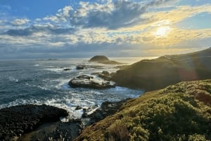 De Melbourne: Passeio à tarde pela Penguin Parade
