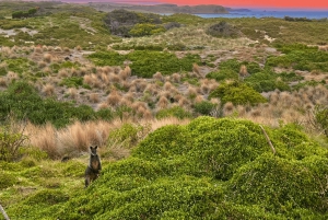 De Melbourne: Passeio à tarde pela Penguin Parade
