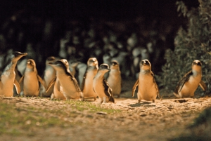 De Melbourne: Passeio à tarde pela Penguin Parade