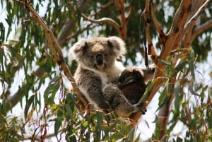 From Melbourne: Penguin Parade and Koalas Tour