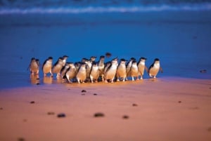 From Melbourne: Penguin Parade and Koalas Tour