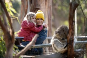 From Melbourne: Penguin Parade and Koalas Tour