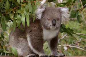 From Melbourne: Penguin Parade & Maru Koala Park Tour