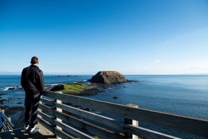 From Melbourne: Penguin Parade & Maru Koala Park Tour