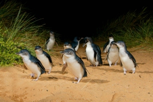 From Melbourne: Penguins and Wildlife Nature Day Tour
