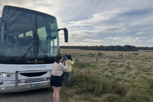 Fra Melbourne: Pingvinparade på Phillip Island og koalareservat