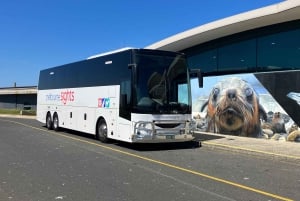 Fra Melbourne: Pingvinparade på Phillip Island og koalareservat