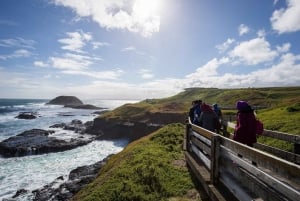 From Melbourne: Phillip Island and Brighton Beach Day Trip