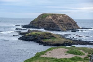 From Melbourne: Phillip Island and Penguin Parade Day Tour