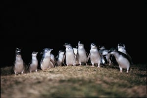 From Melbourne: Phillip Island and Penguin Parade Day Tour