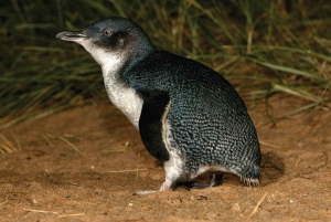 From Melbourne: Phillip Island and Penguin Parade Day Tour