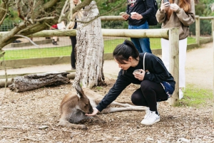 From Melbourne: Phillip Island Eco Wildlife Tour