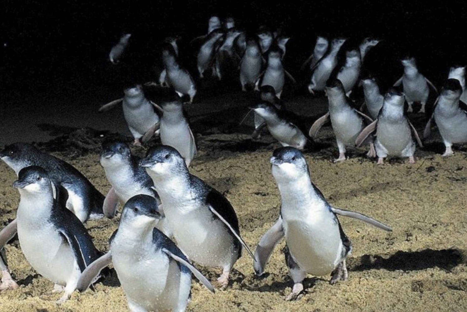 Z Melbourne: Phillip Island Penguin & Nature Day Tour