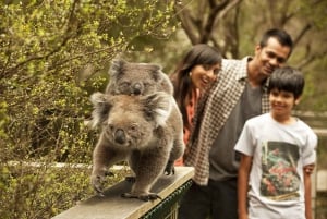 From Melbourne: Phillip Is Penguin Parade & Koala Reserve