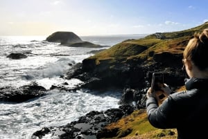 Da Melbourne: Tour ecologico della parata dei pinguini di Phillip Island