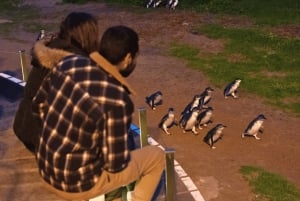 Da Melbourne: Tour ecologico della parata dei pinguini di Phillip Island