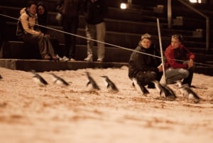 Da Melbourne: Tour ecologico della parata dei pinguini di Phillip Island